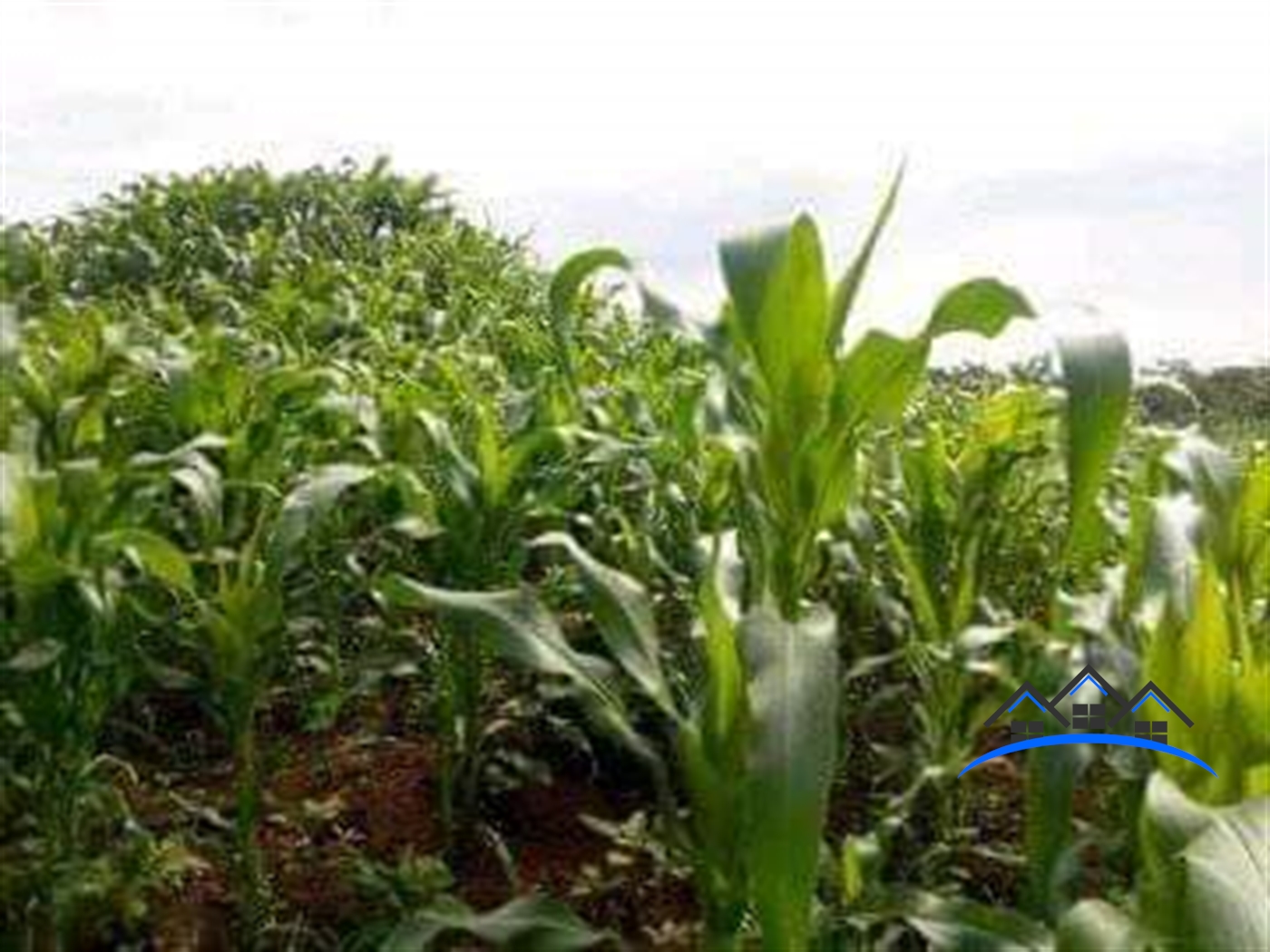 Multipurpose Land for sale in Kakooge Luweero