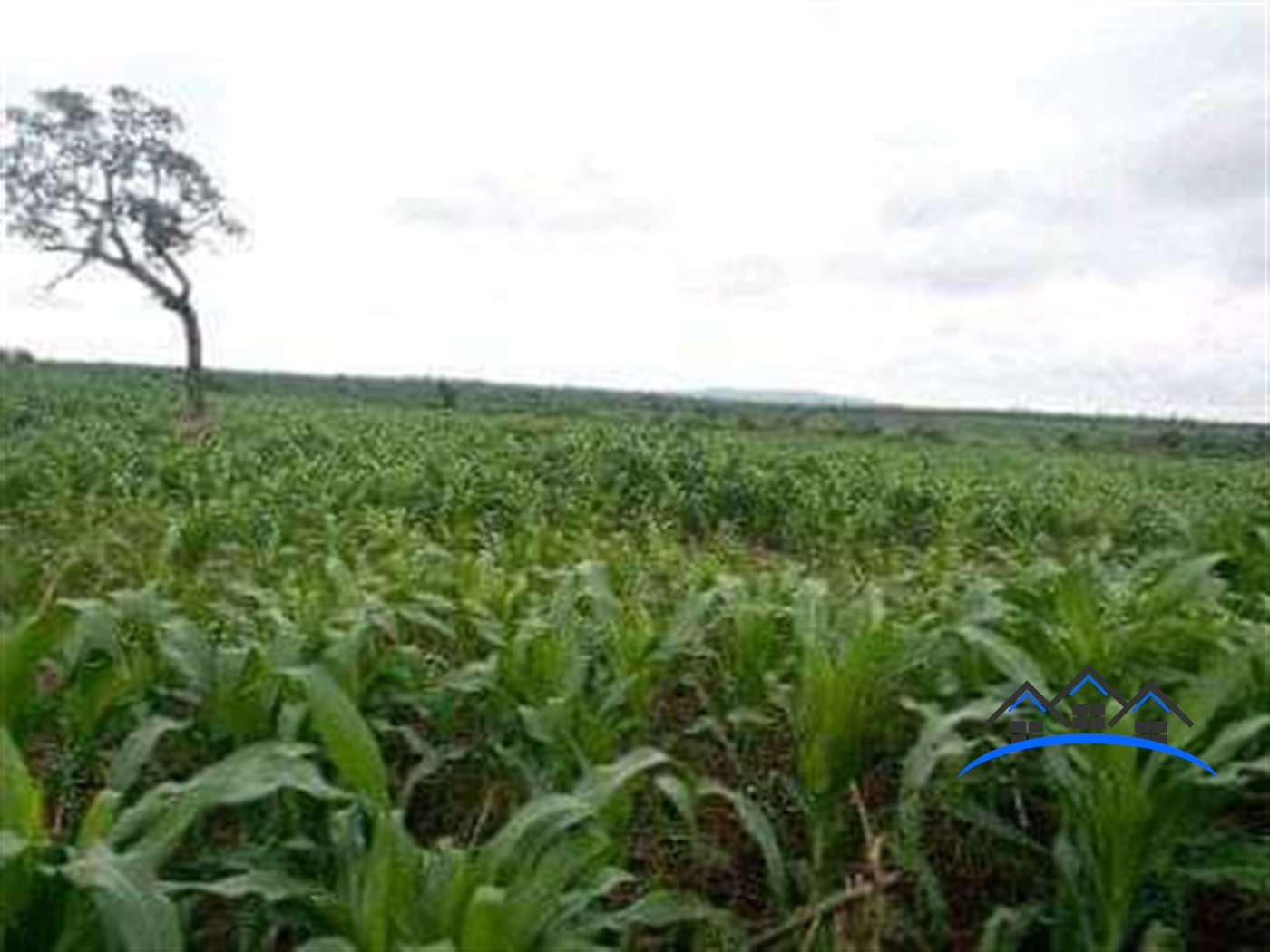 Multipurpose Land for sale in Kakooge Luweero