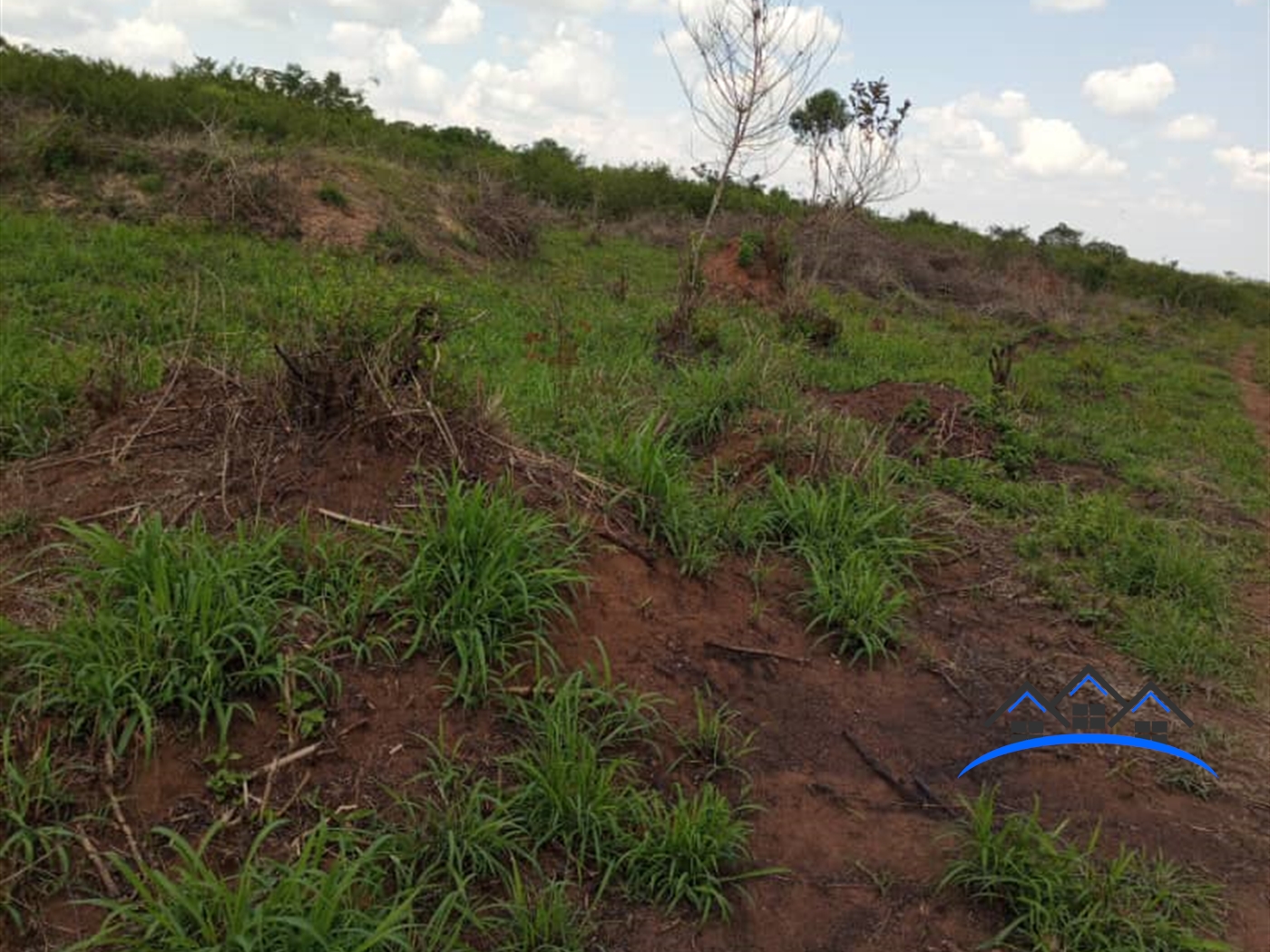 Agricultural Land for sale in Kalamba Mityana