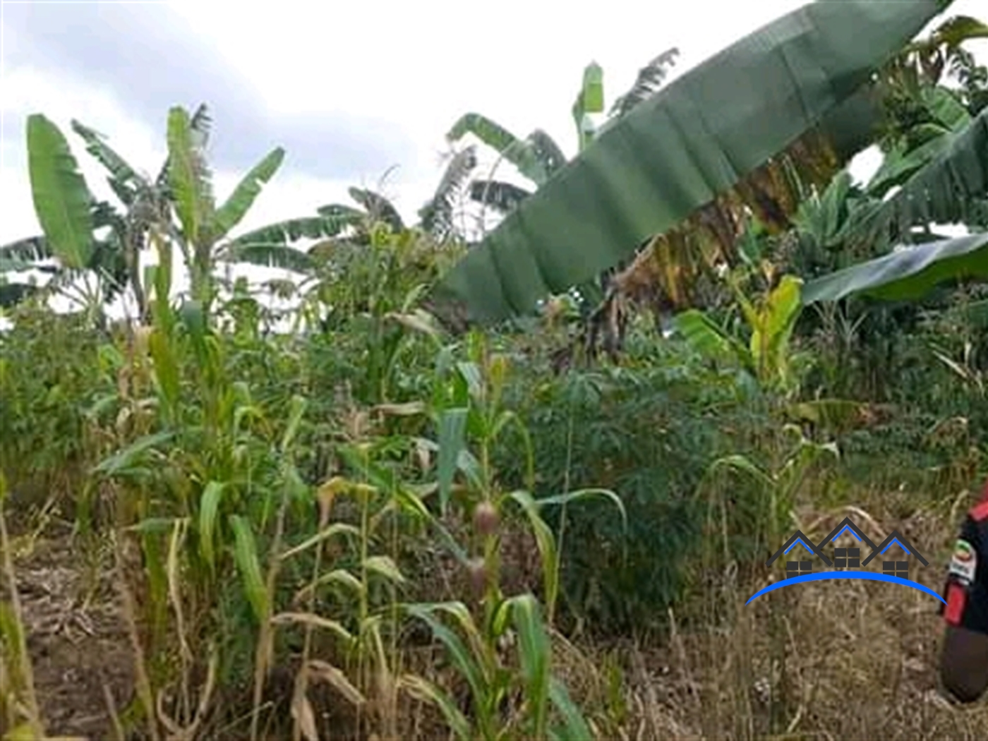 Agricultural Land for sale in Kasokwe Kayunga