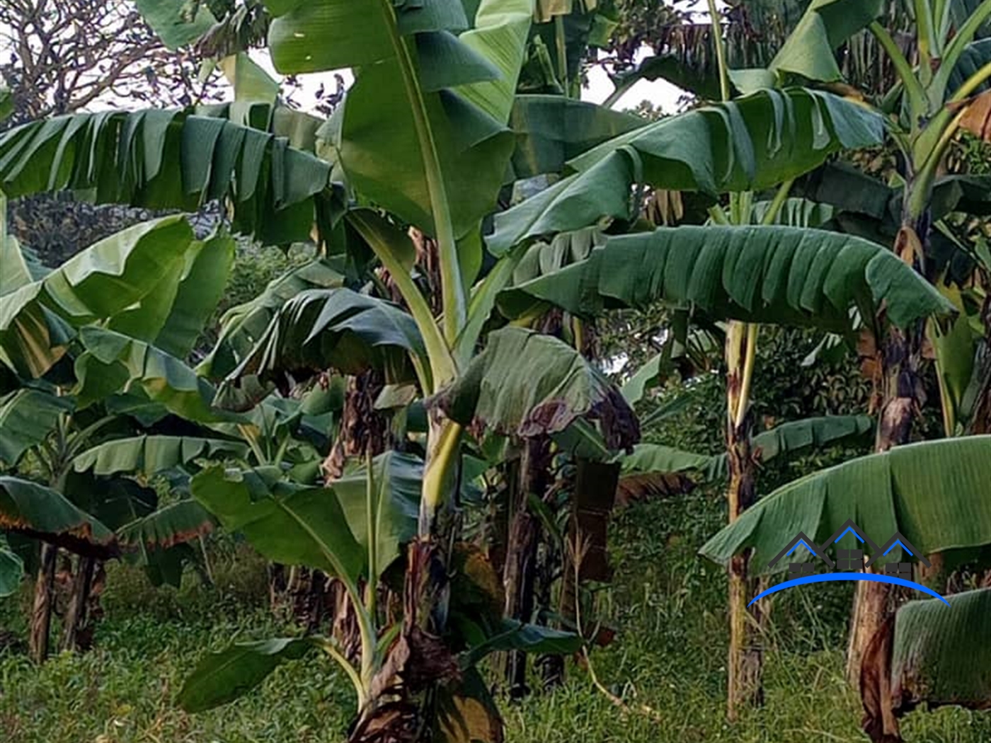 Agricultural Land for sale in Lukumbi Nakaseke