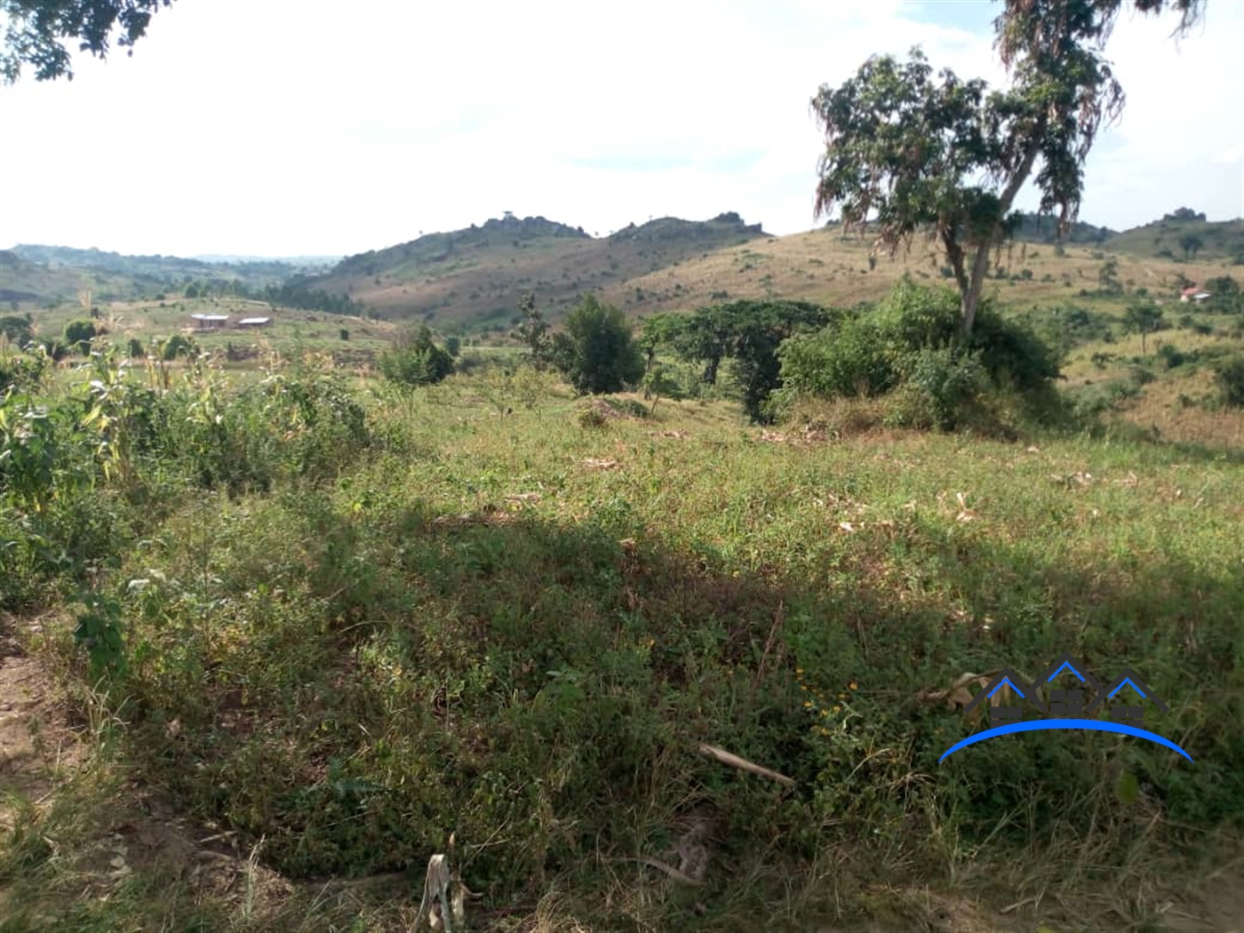 Agricultural Land for sale in Central Mubende