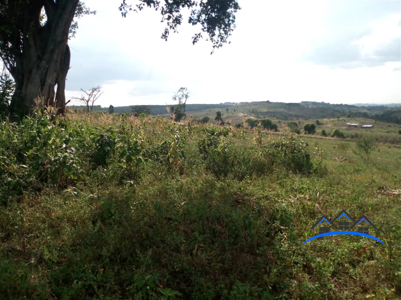 Agricultural Land for sale in Central Mubende