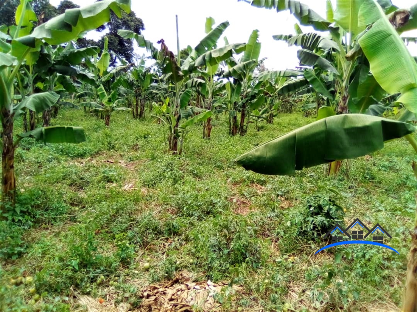 Residential Land for sale in Ntenjjeru Mukono