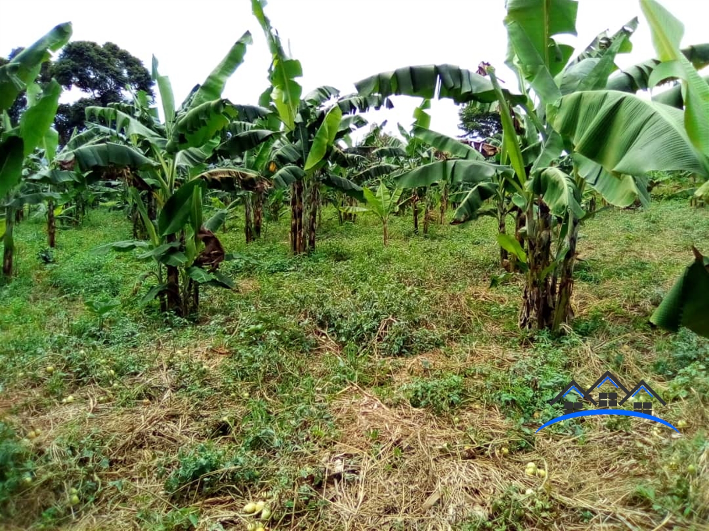 Residential Land for sale in Ntenjjeru Mukono