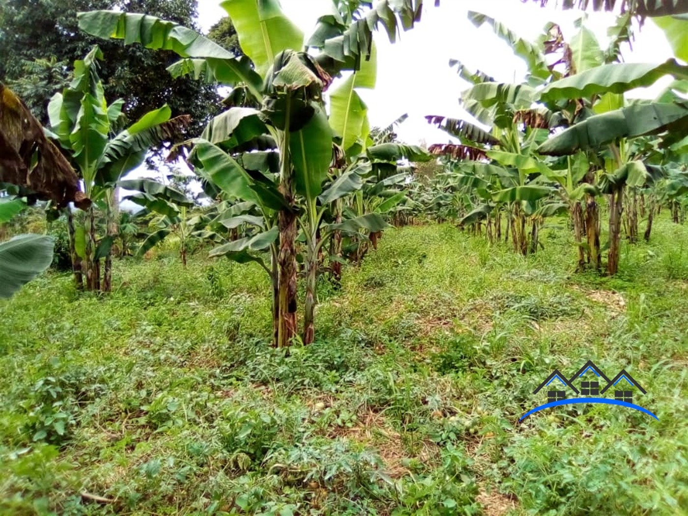 Residential Land for sale in Ntenjjeru Mukono