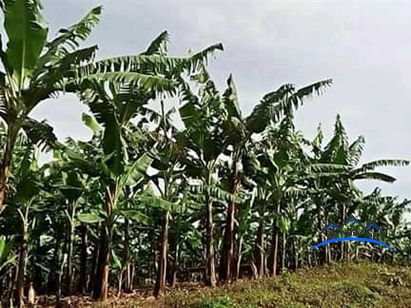 Agricultural Land for sale in Katera Wakiso