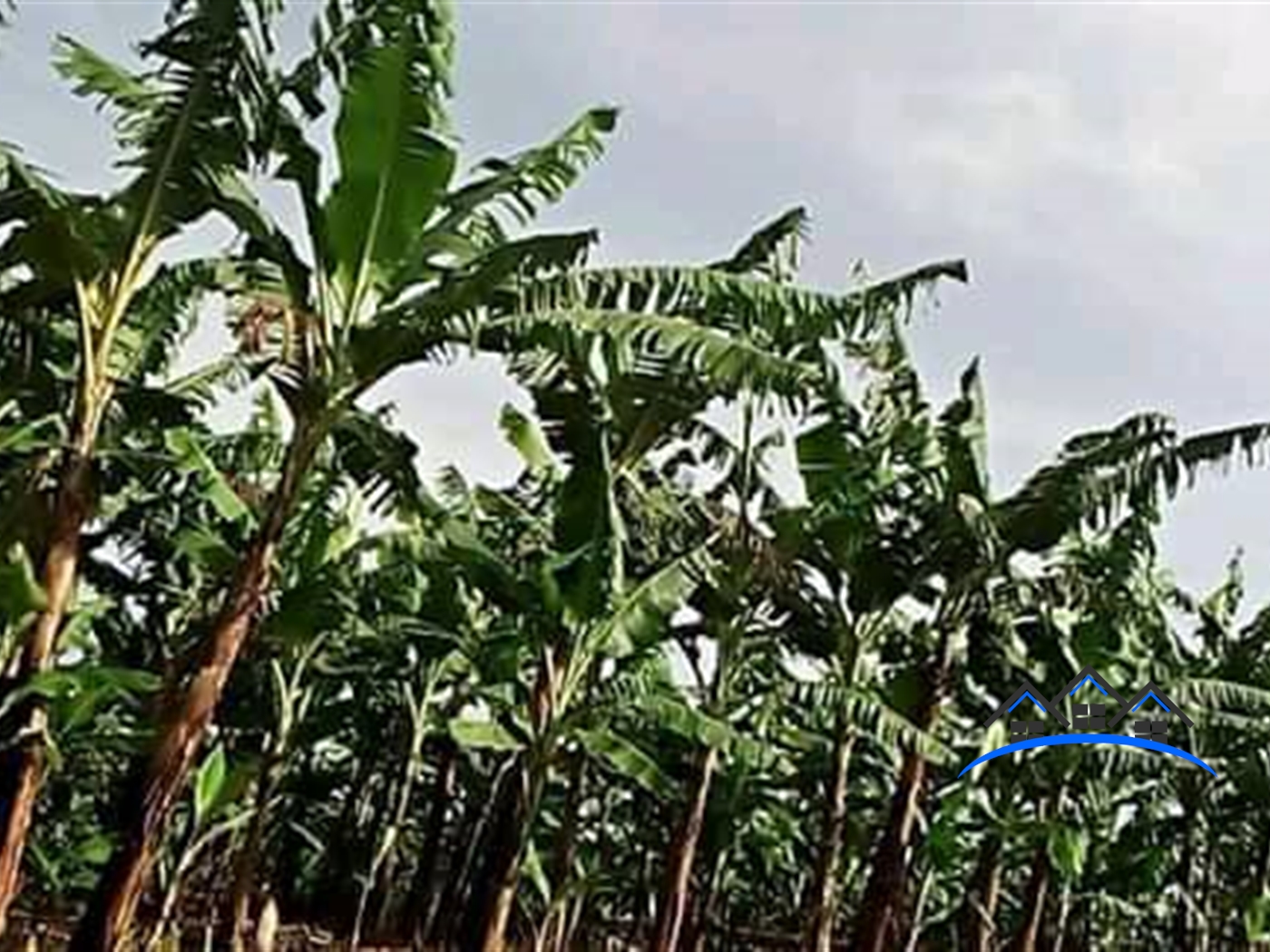 Agricultural Land for sale in Katera Wakiso