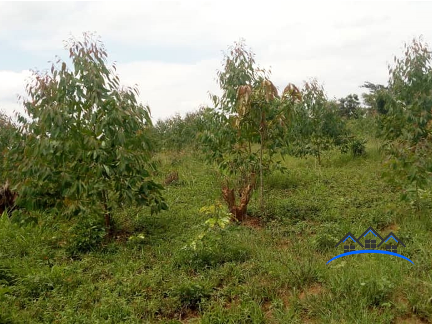 Agricultural Land for sale in Kikyuusa Wakiso