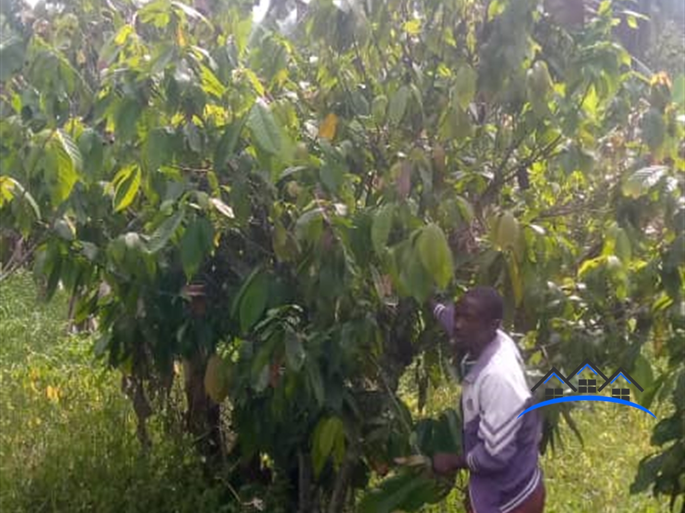 Farm for sale in Musaijamukulu Hoima