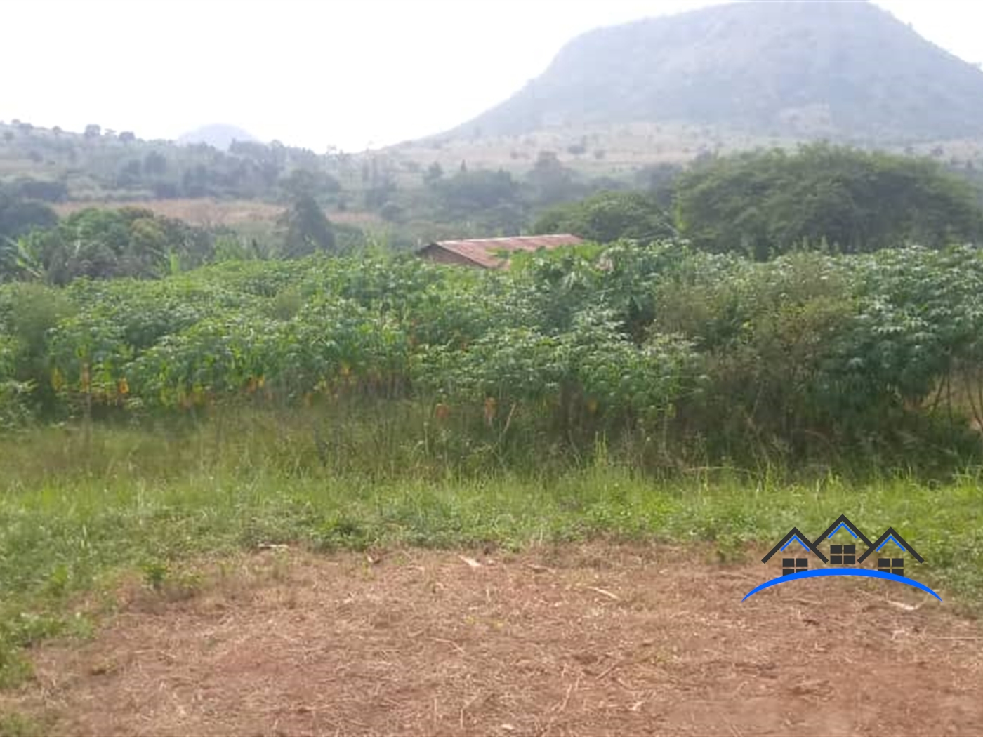 Farm for sale in Musaijamukulu Hoima