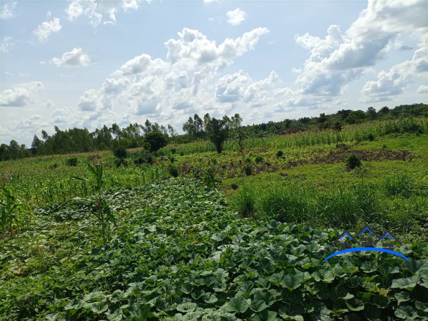 Agricultural Land for sale in Ziloobwe Luweero