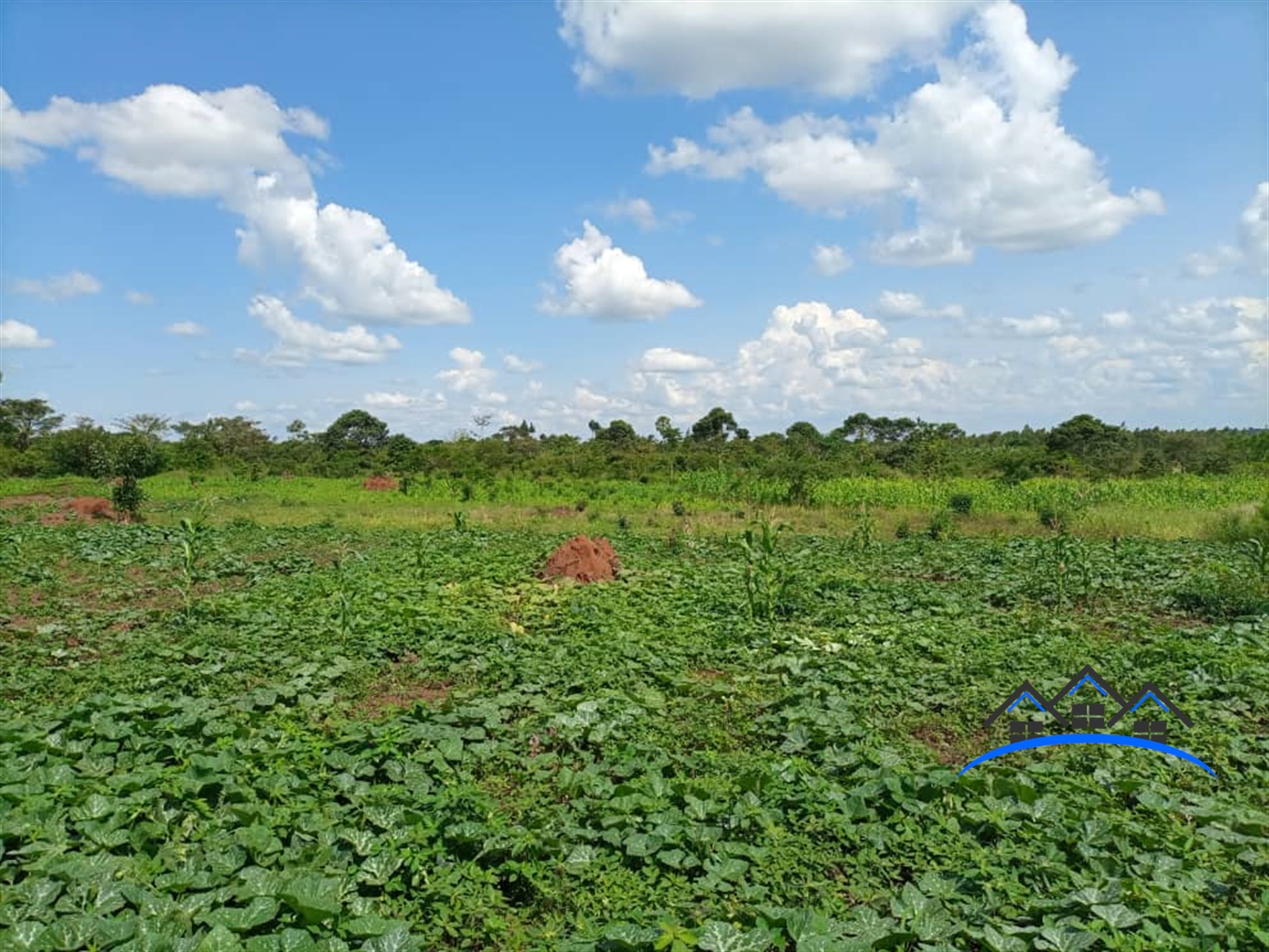 Agricultural Land for sale in Ziloobwe Luweero