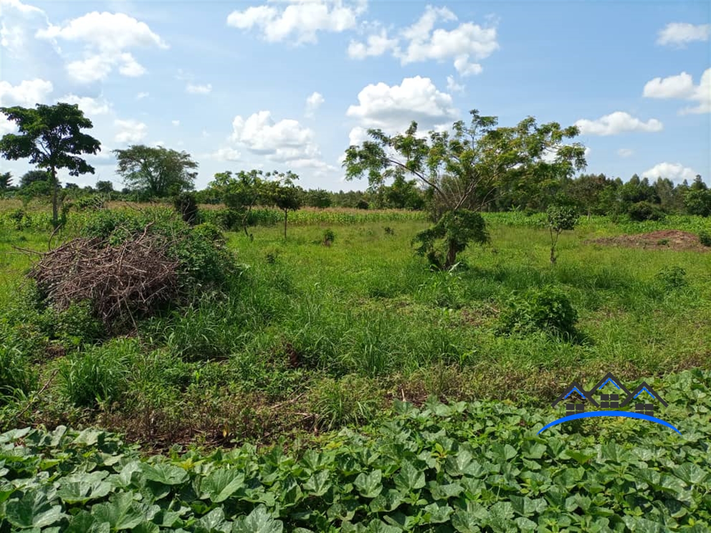 Agricultural Land for sale in Ziloobwe Luweero