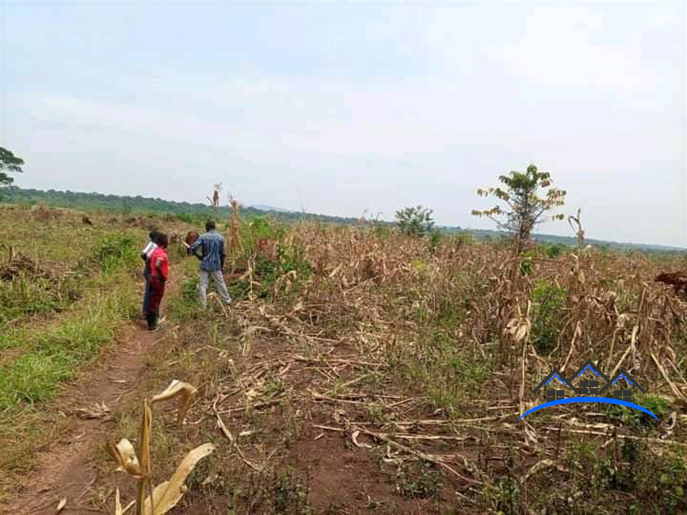 Residential Land for sale in Ziloobwe Luweero