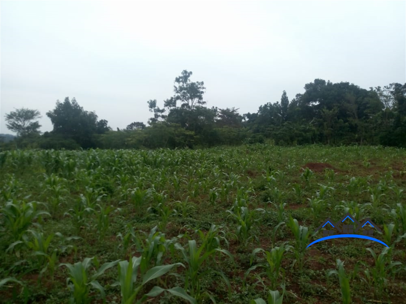 Agricultural Land for sale in Mulugomu Nakaseke