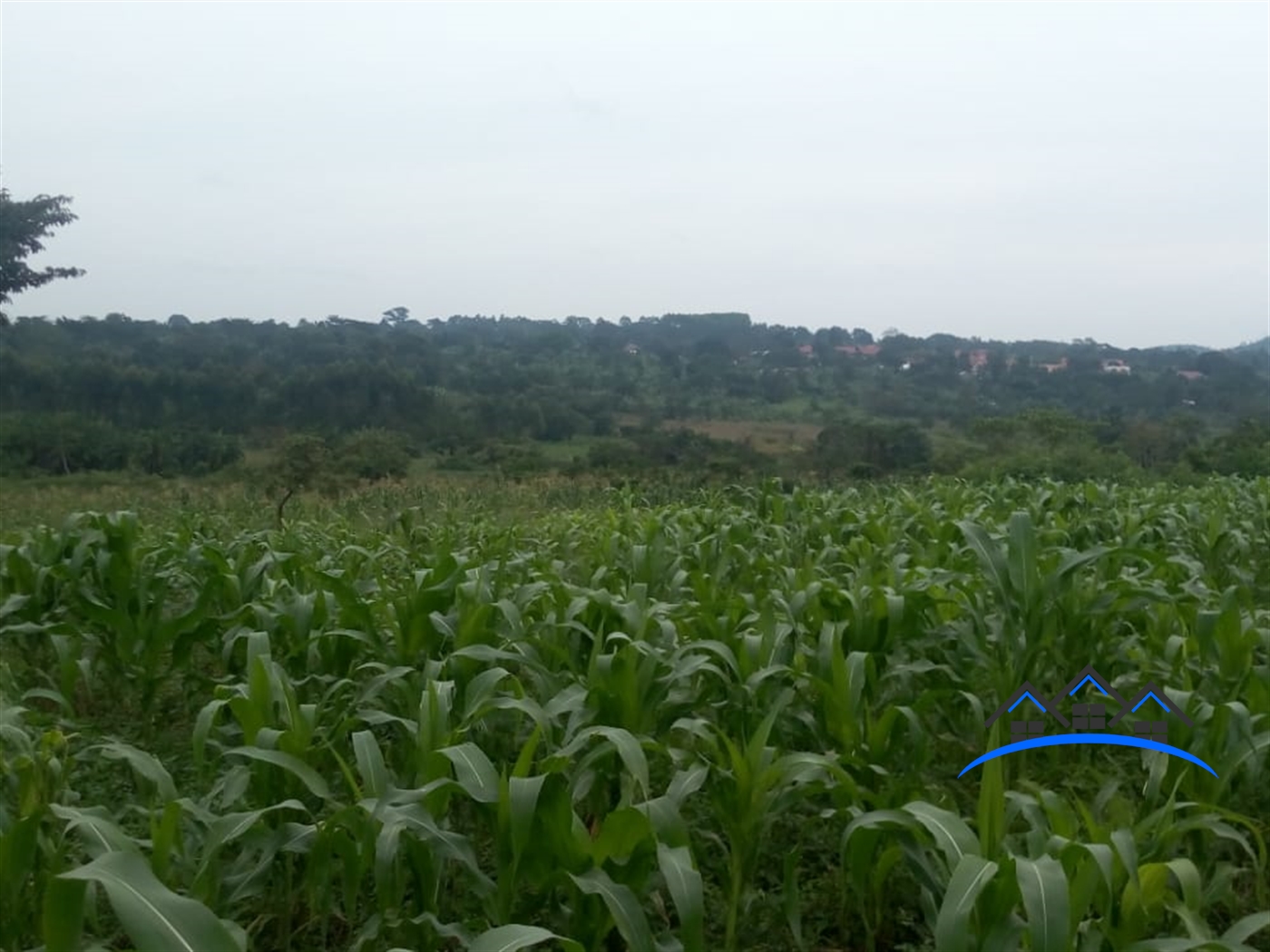 Agricultural Land for sale in Mulugomu Nakaseke