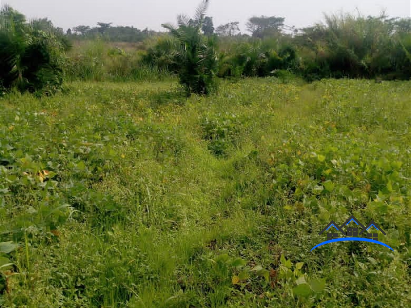 Agricultural Land for sale in Butibulongo Nakaseke