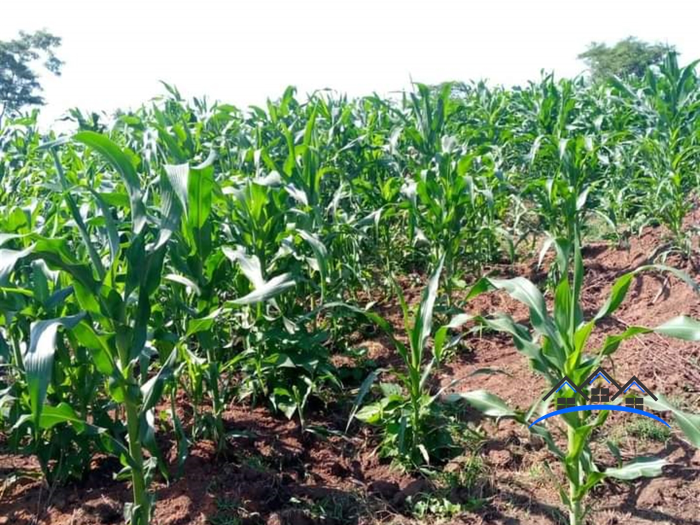 Agricultural Land for sale in Nkokonjeru Buyikwe