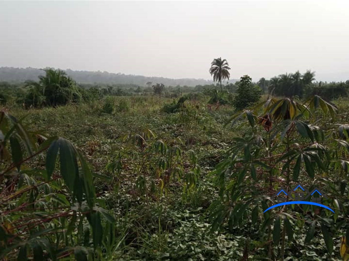 Agricultural Land for sale in Ssemuto Nakaseke