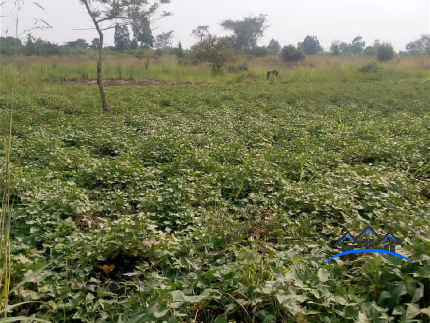 Agricultural Land for sale in Butibulongo Nakaseke