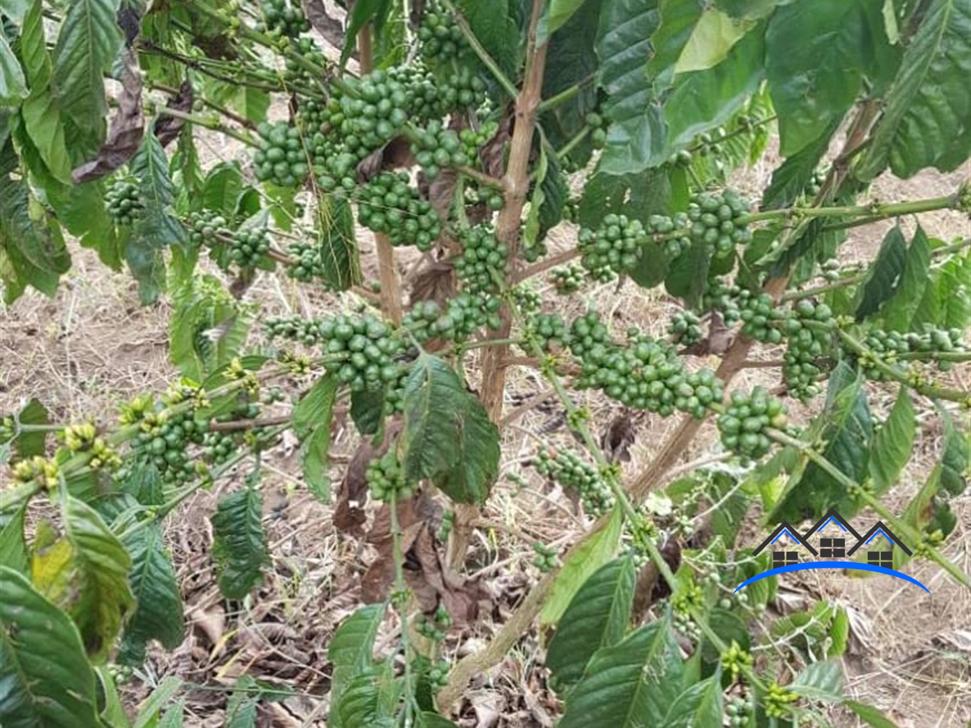 Agricultural Land for sale in Nama Mityana