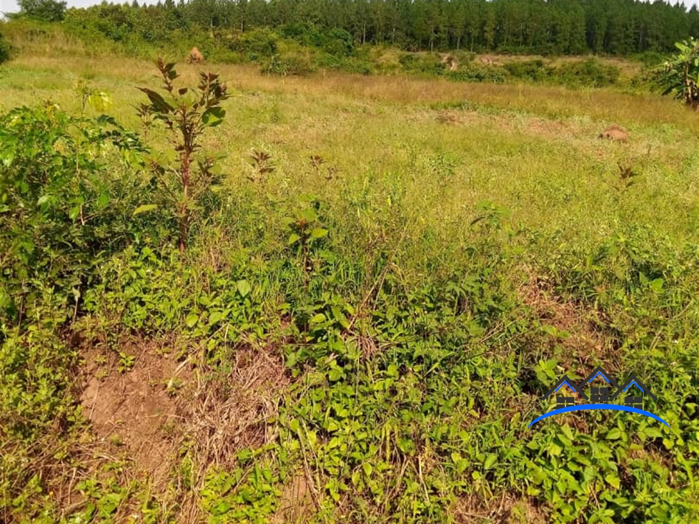 Agricultural Land for sale in Manzi Mityana