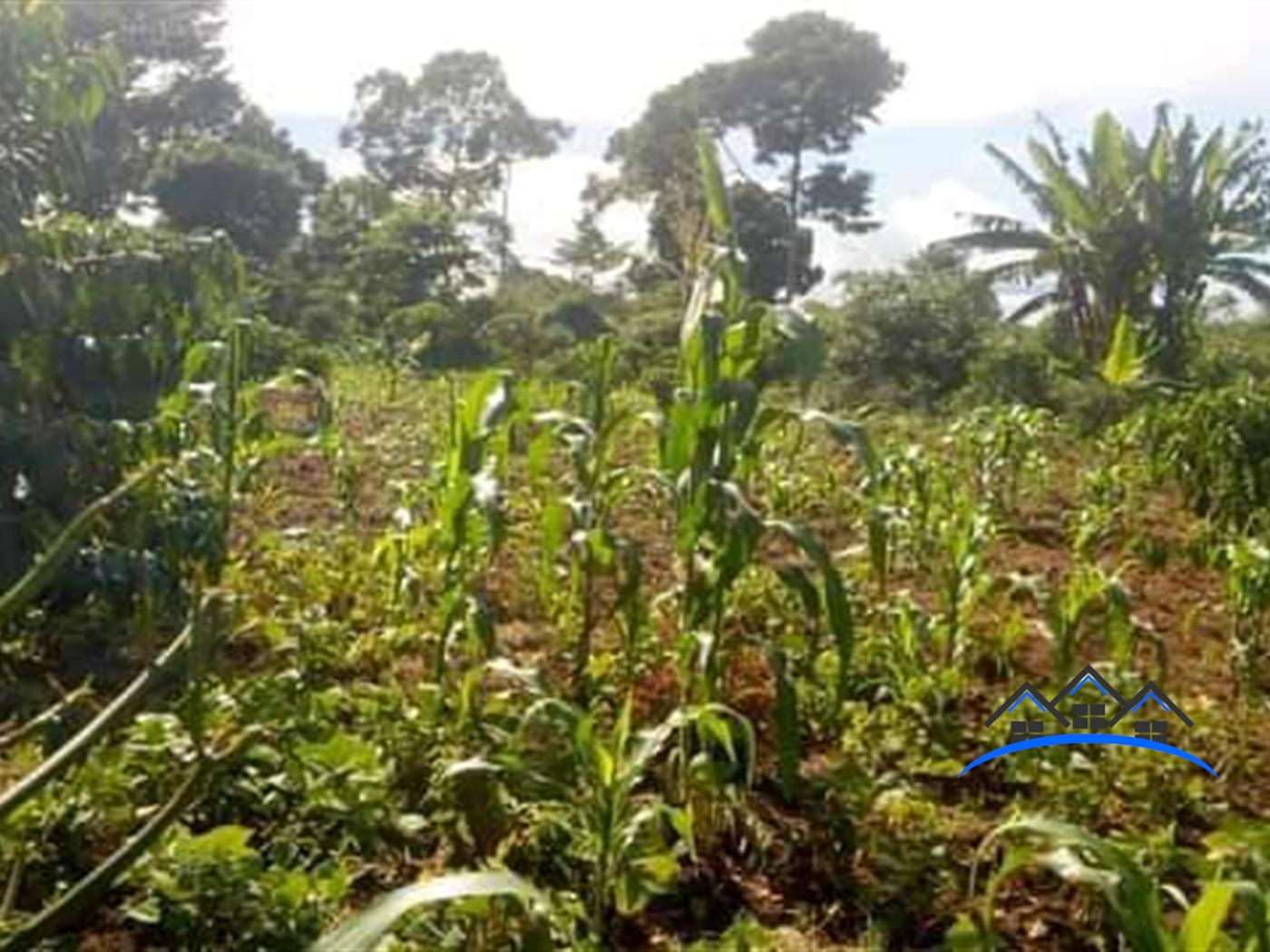 Agricultural Land for sale in Buzibwela Luweero