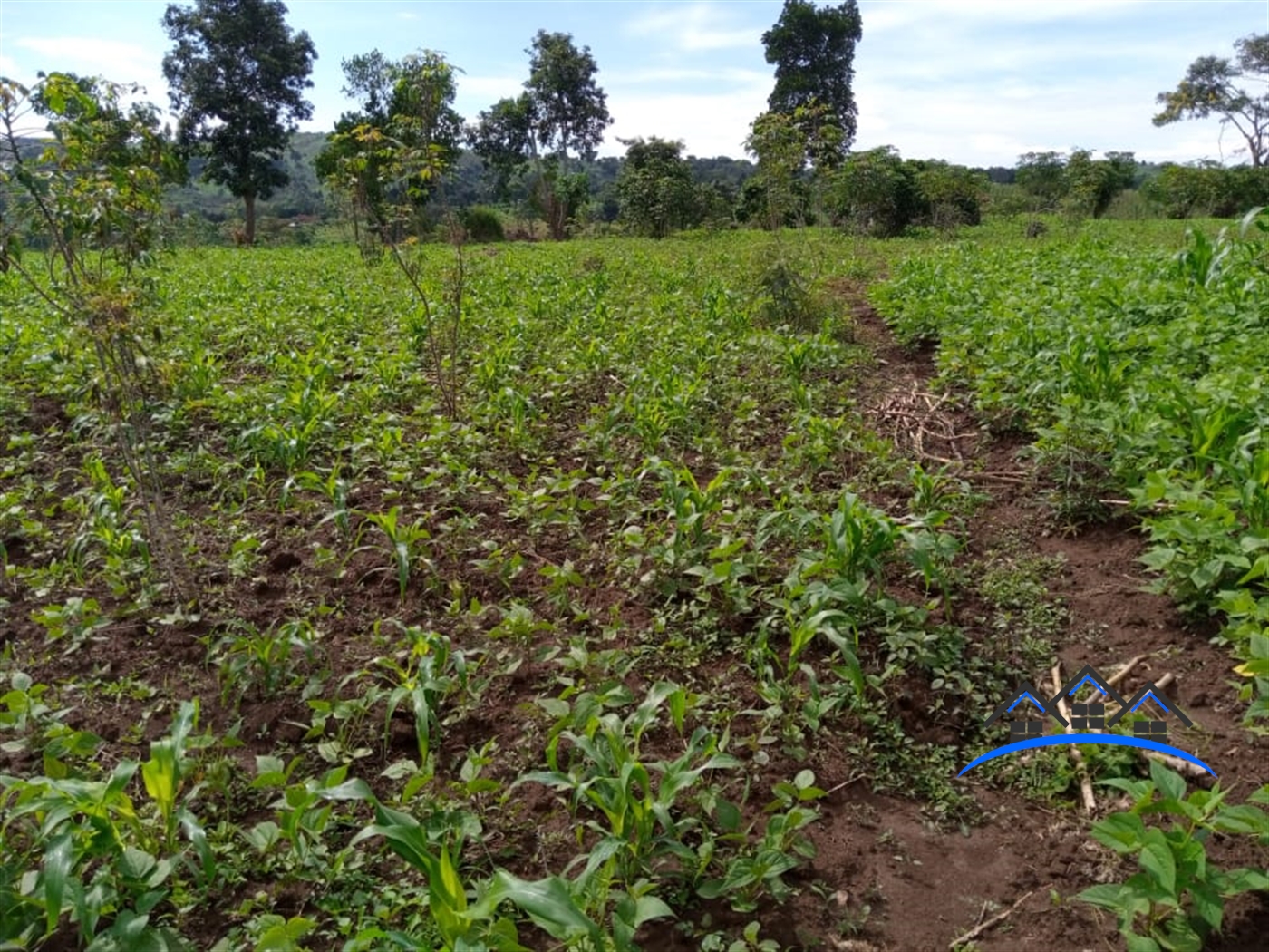 Agricultural Land for sale in Kyakatebe Mityana