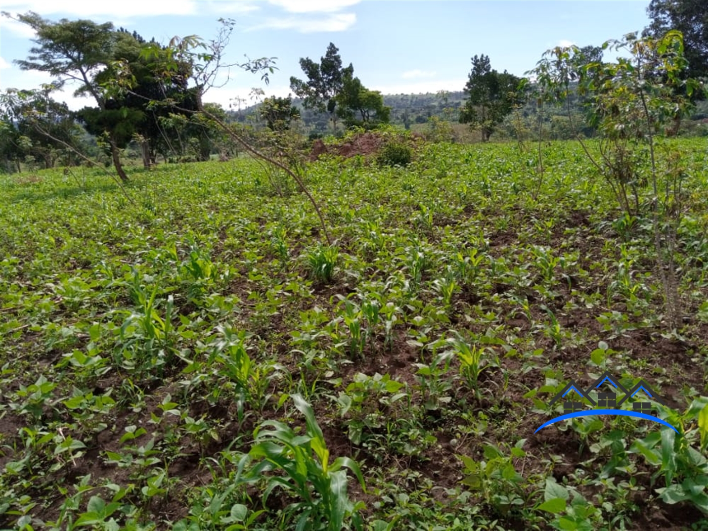 Agricultural Land for sale in Kyakatebe Mityana
