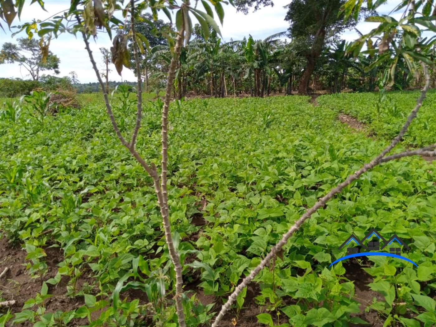Agricultural Land for sale in Kyakatebe Mityana