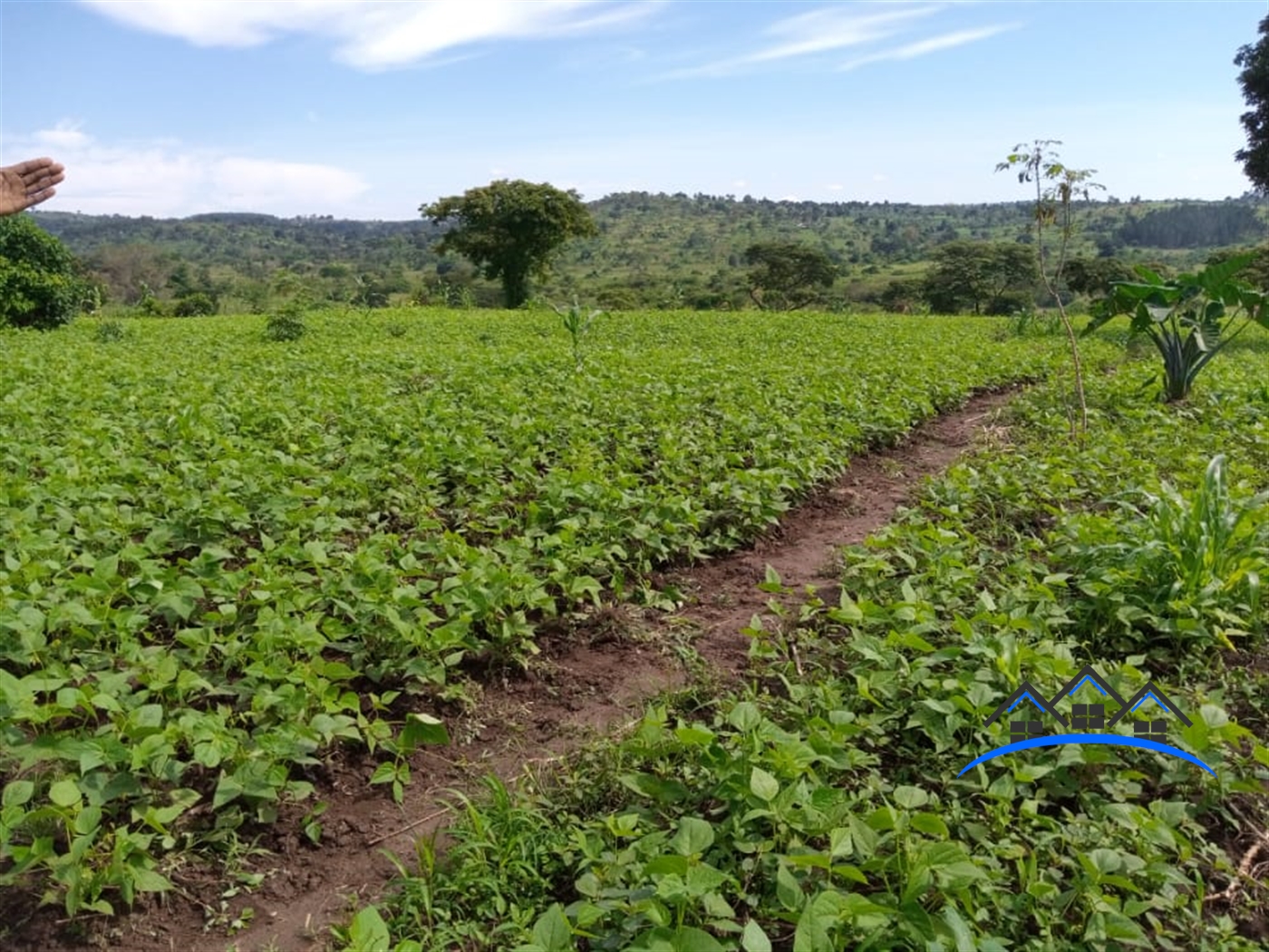 Agricultural Land for sale in Kyakatebe Mityana