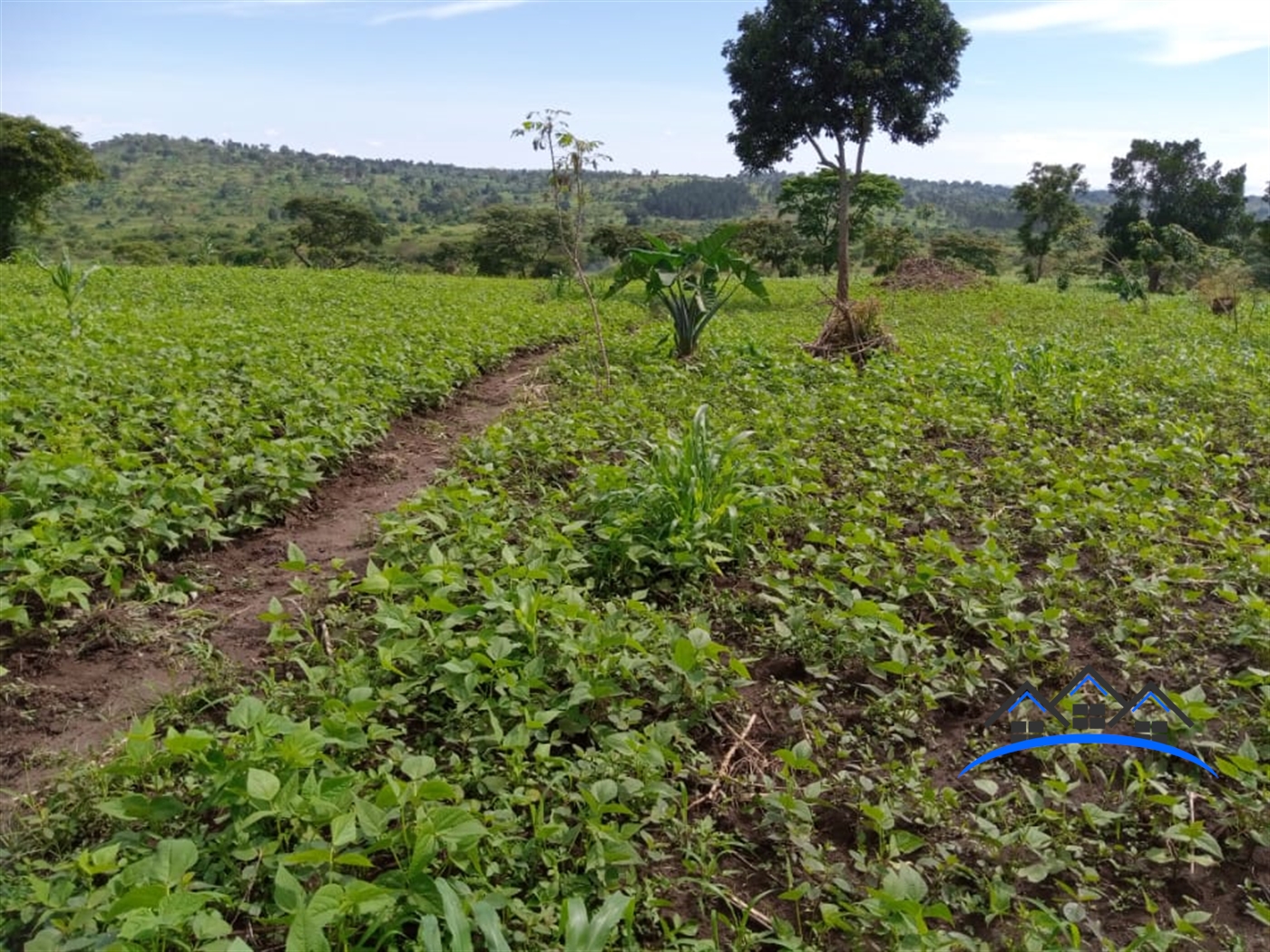 Agricultural Land for sale in Kyakatebe Mityana