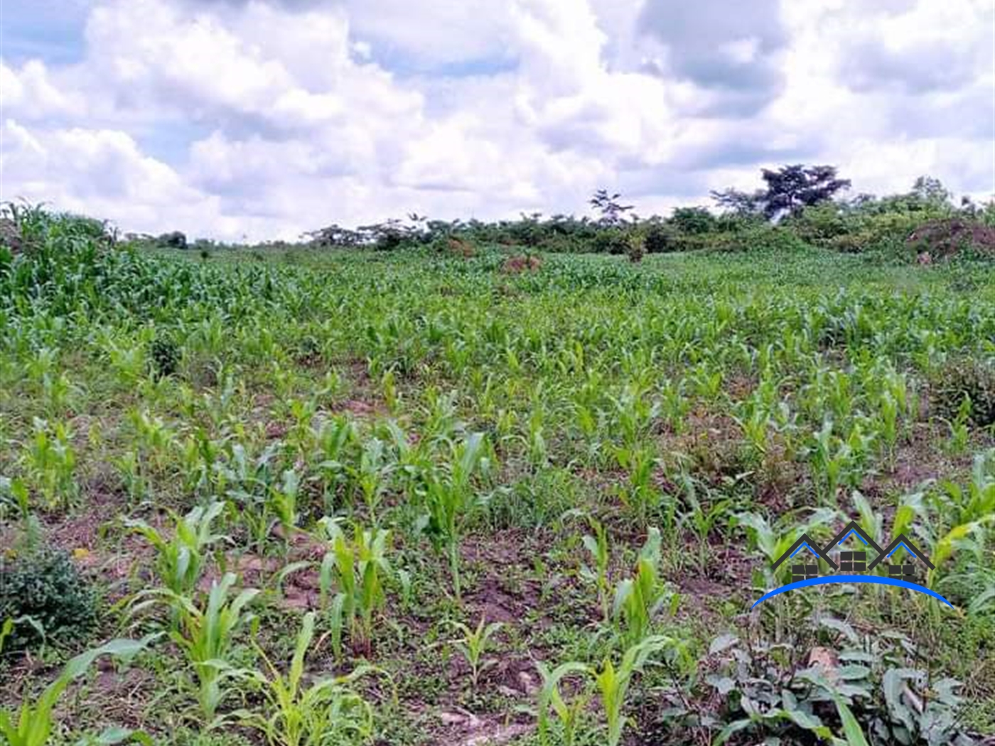 Agricultural Land for sale in Kakooge Luweero