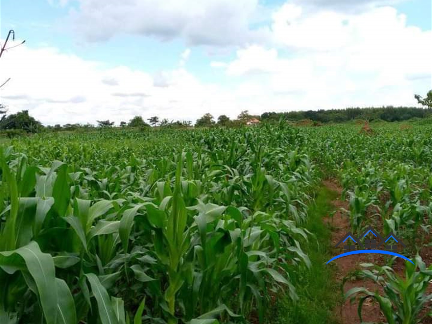 Agricultural Land for sale in Kakooge Luweero