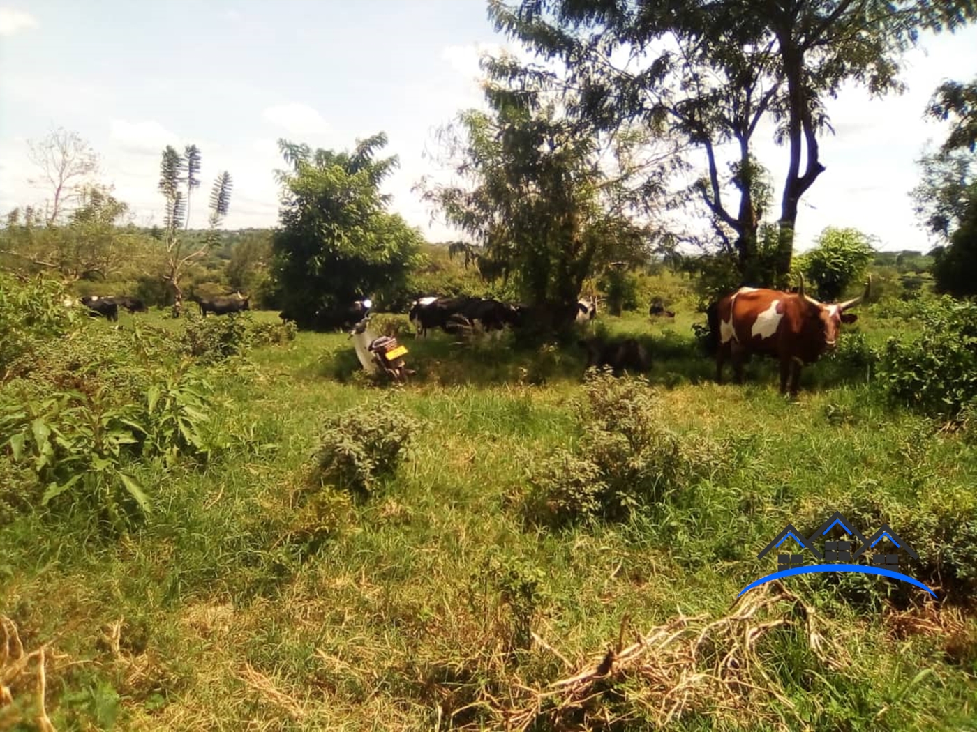 Agricultural Land for sale in Bisanje Sembabule