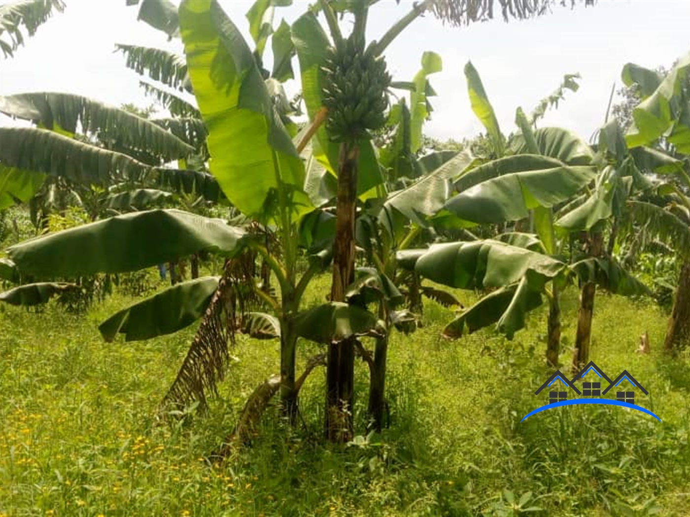 Agricultural Land for sale in Nalongo Luweero