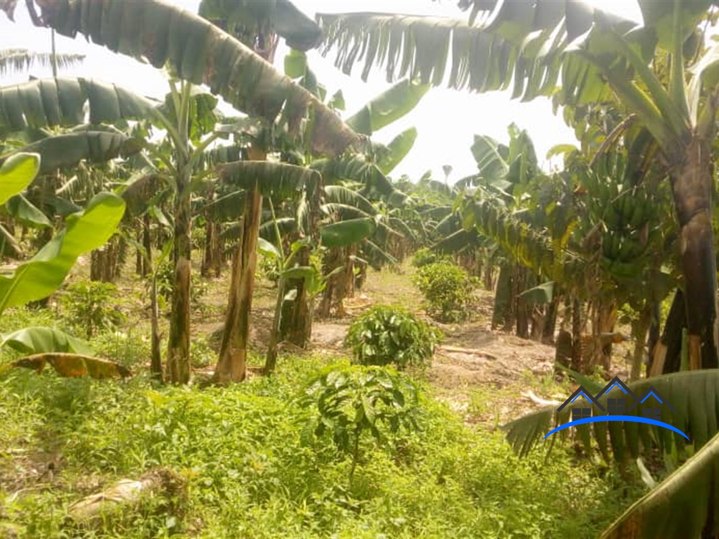 Agricultural Land for sale in Nalongo Luweero