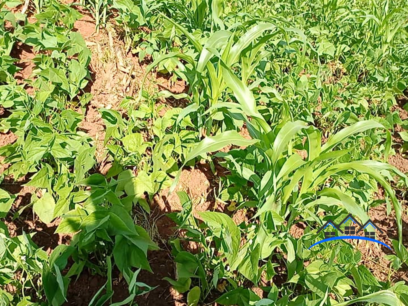 Agricultural Land for sale in Wobulenzi Luweero