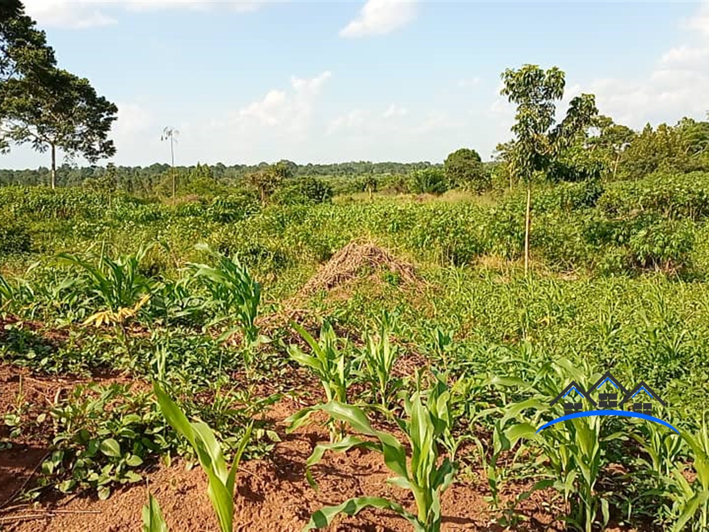 Agricultural Land for sale in Wobulenzi Luweero