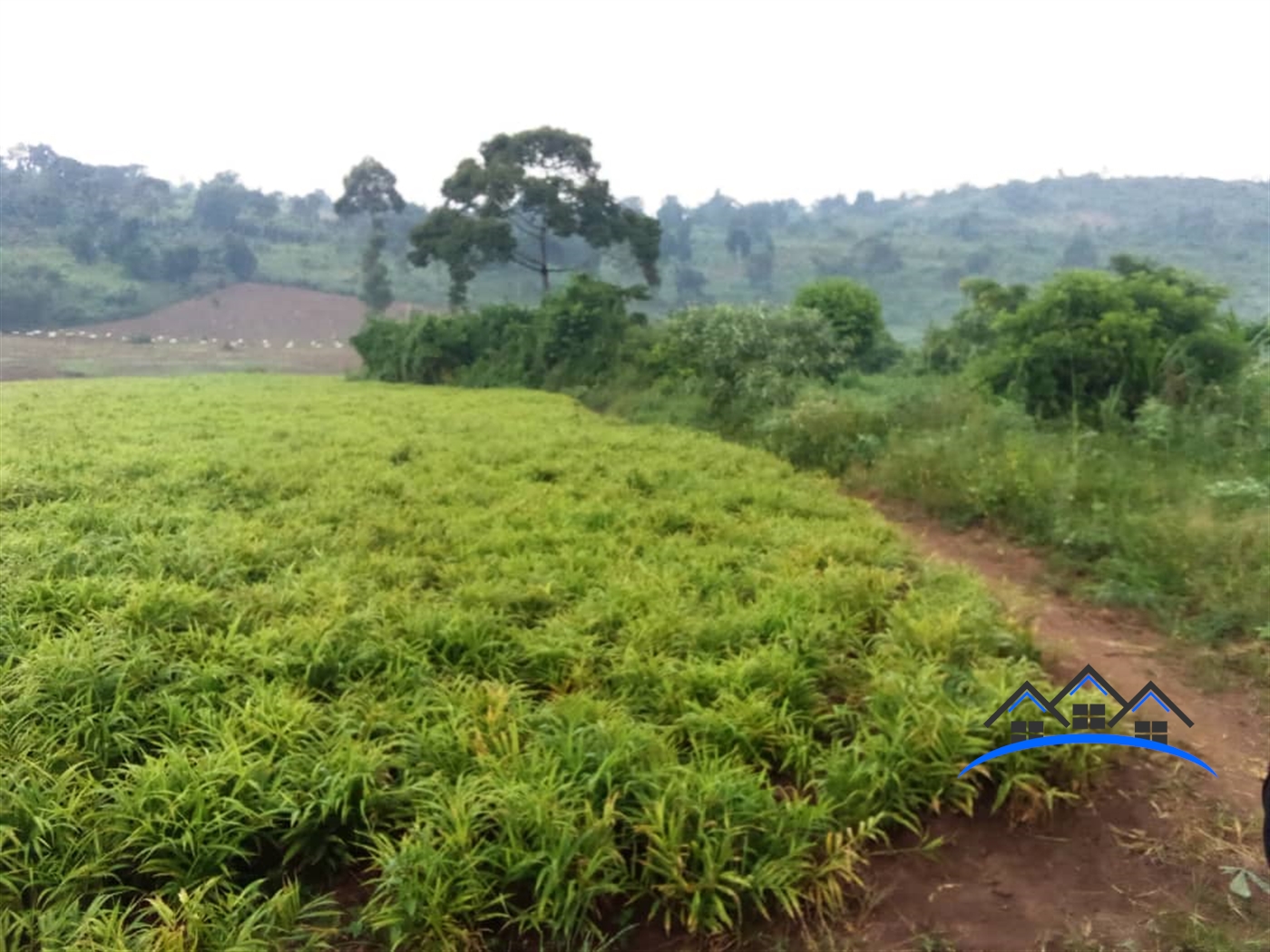 Agricultural Land for sale in Kalagala Kiboga