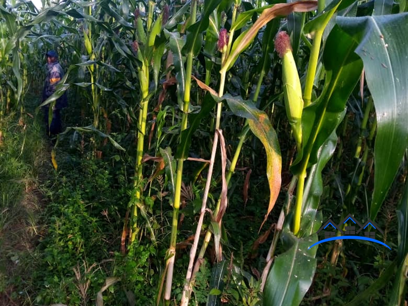 Agricultural Land for sale in Busunjju Mubende