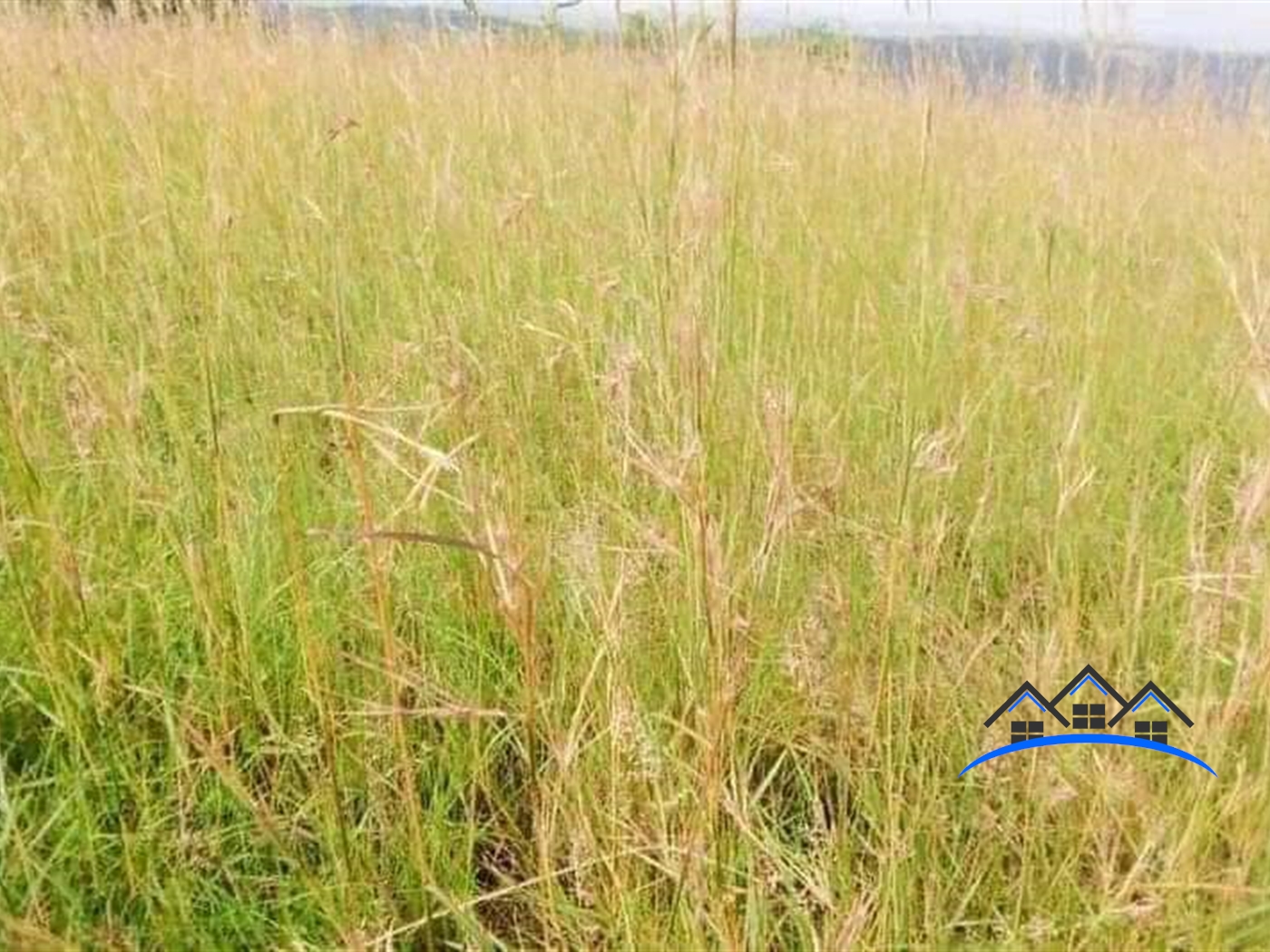 Agricultural Land for sale in Central Mubende