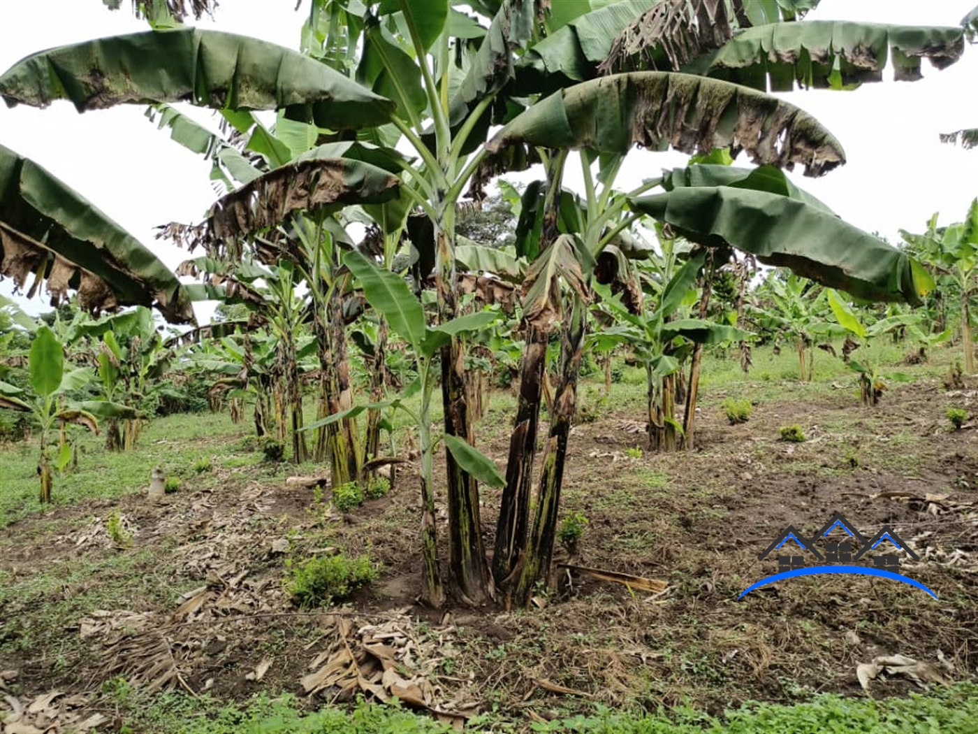 Agricultural Land for sale in Kalasa Wakiso