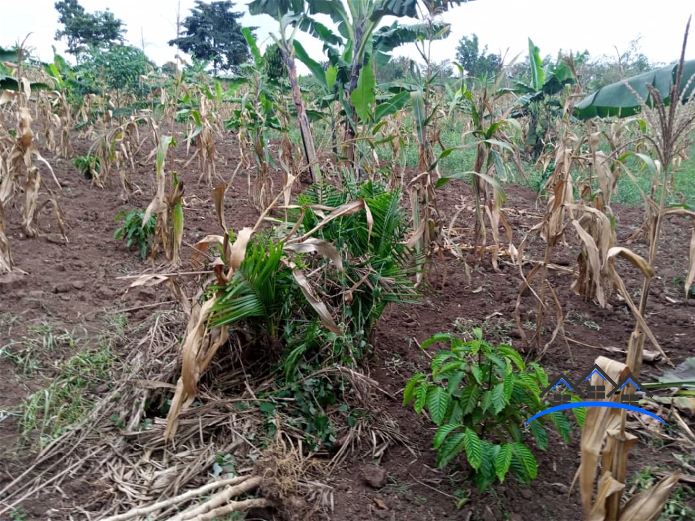 Agricultural Land for sale in Kalule Luweero