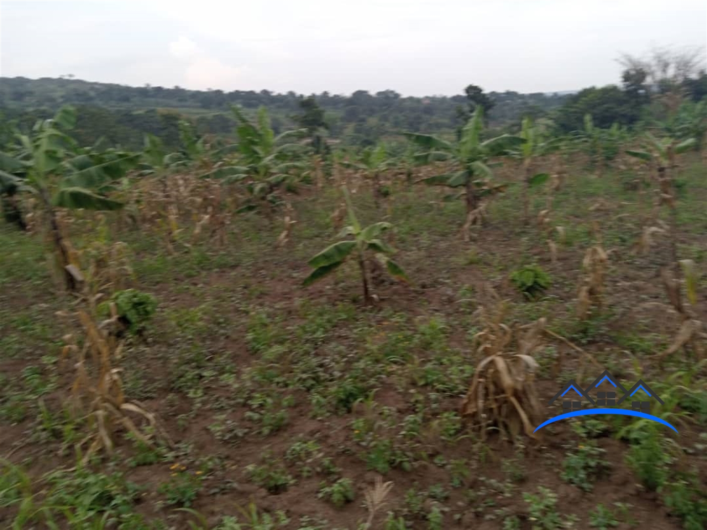 Agricultural Land for sale in Kalule Luweero