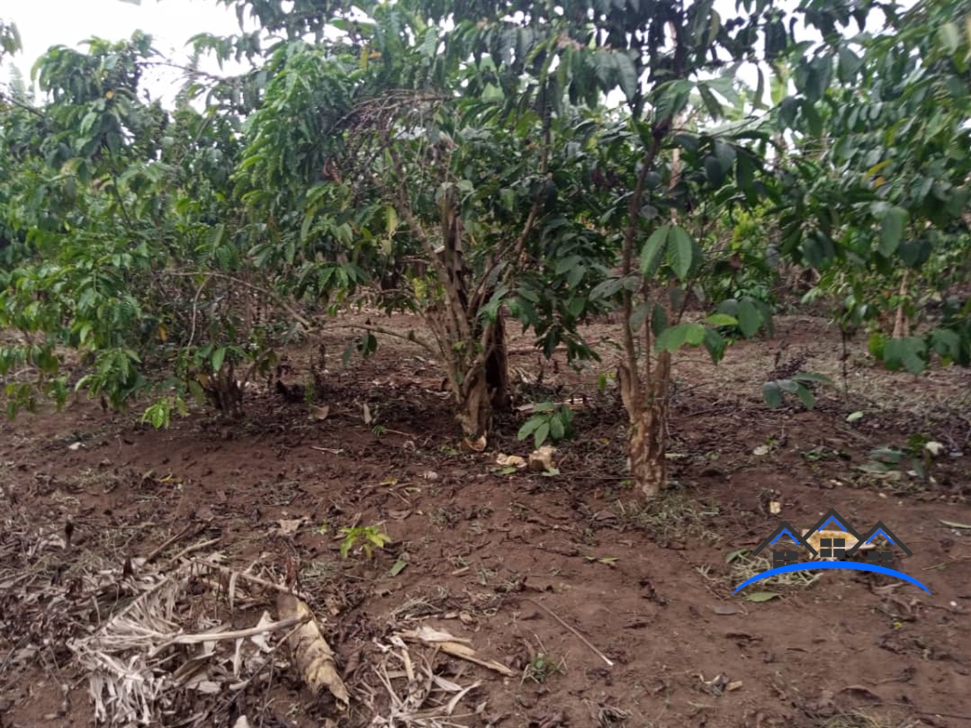 Agricultural Land for sale in Kalule Luweero