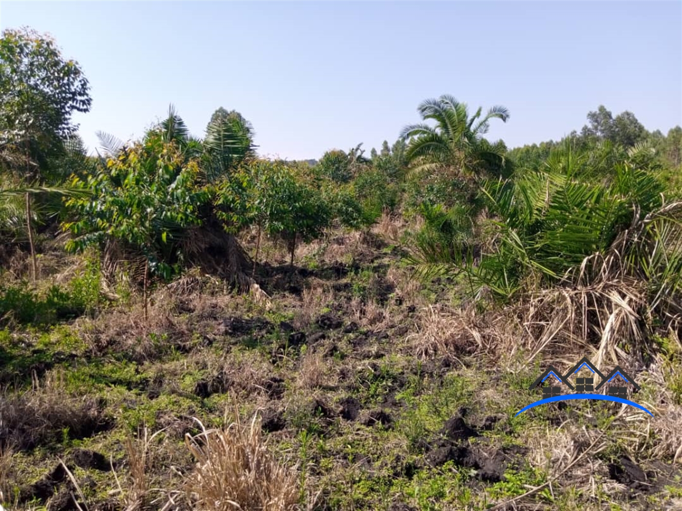 Agricultural Land for sale in Ggangu Nakaseke