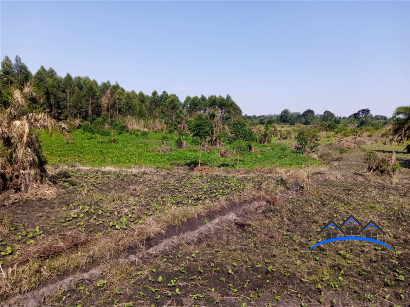 Agricultural Land for sale in Ggangu Nakaseke