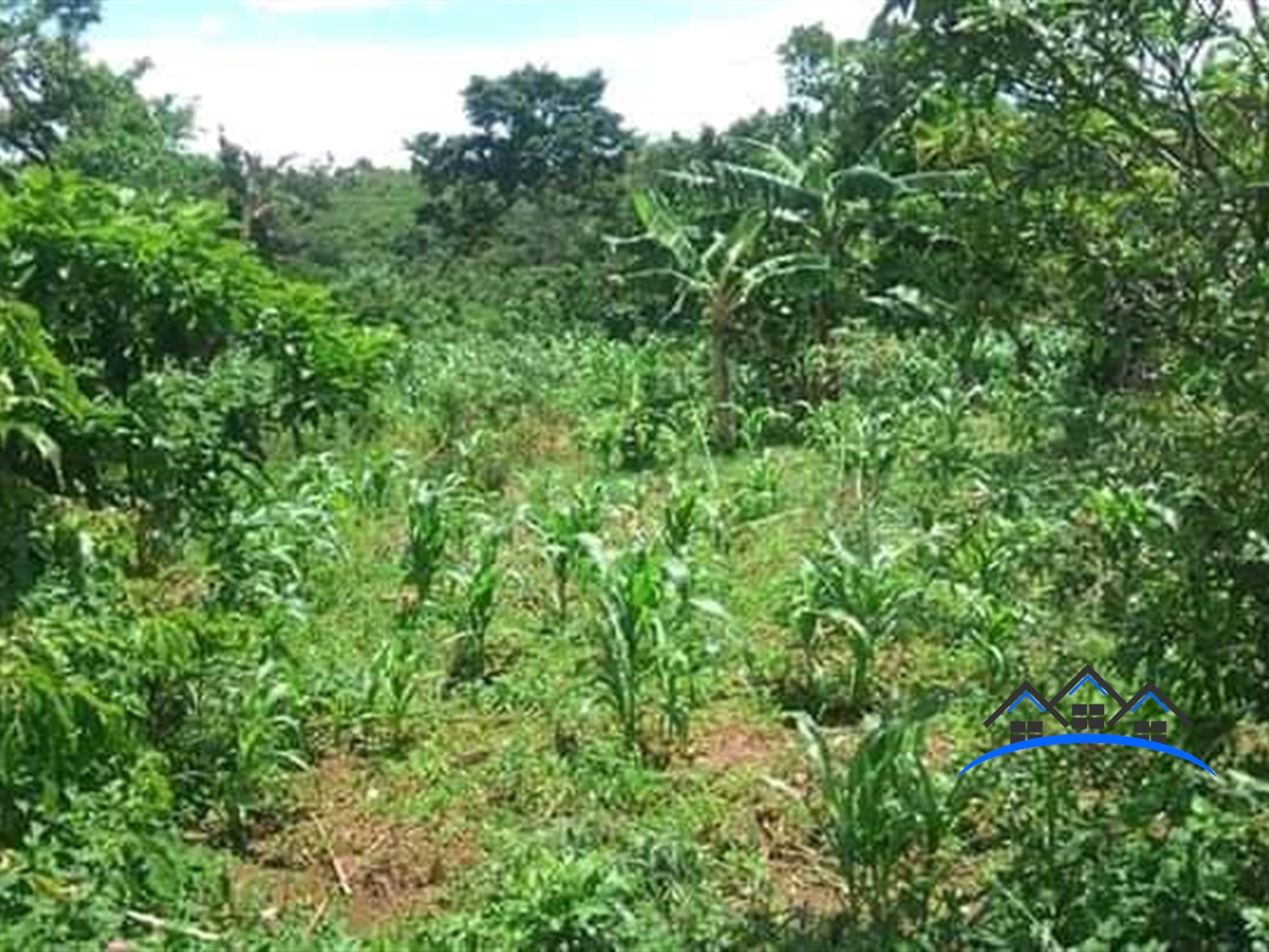 Agricultural Land for sale in Ziloobwe Luweero